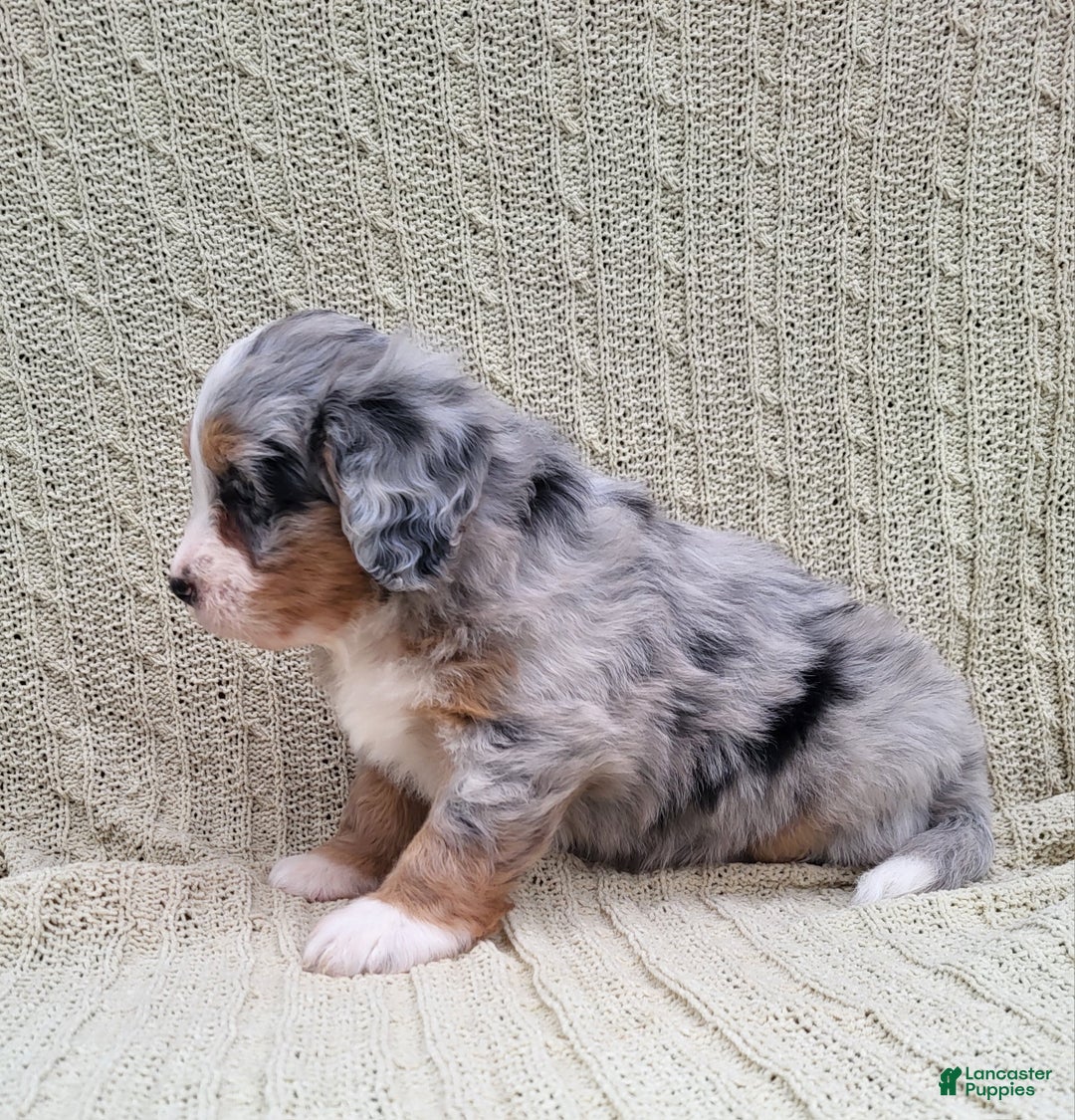 Mini Bernedoodle dogs for sale: Sage  - Ad 6