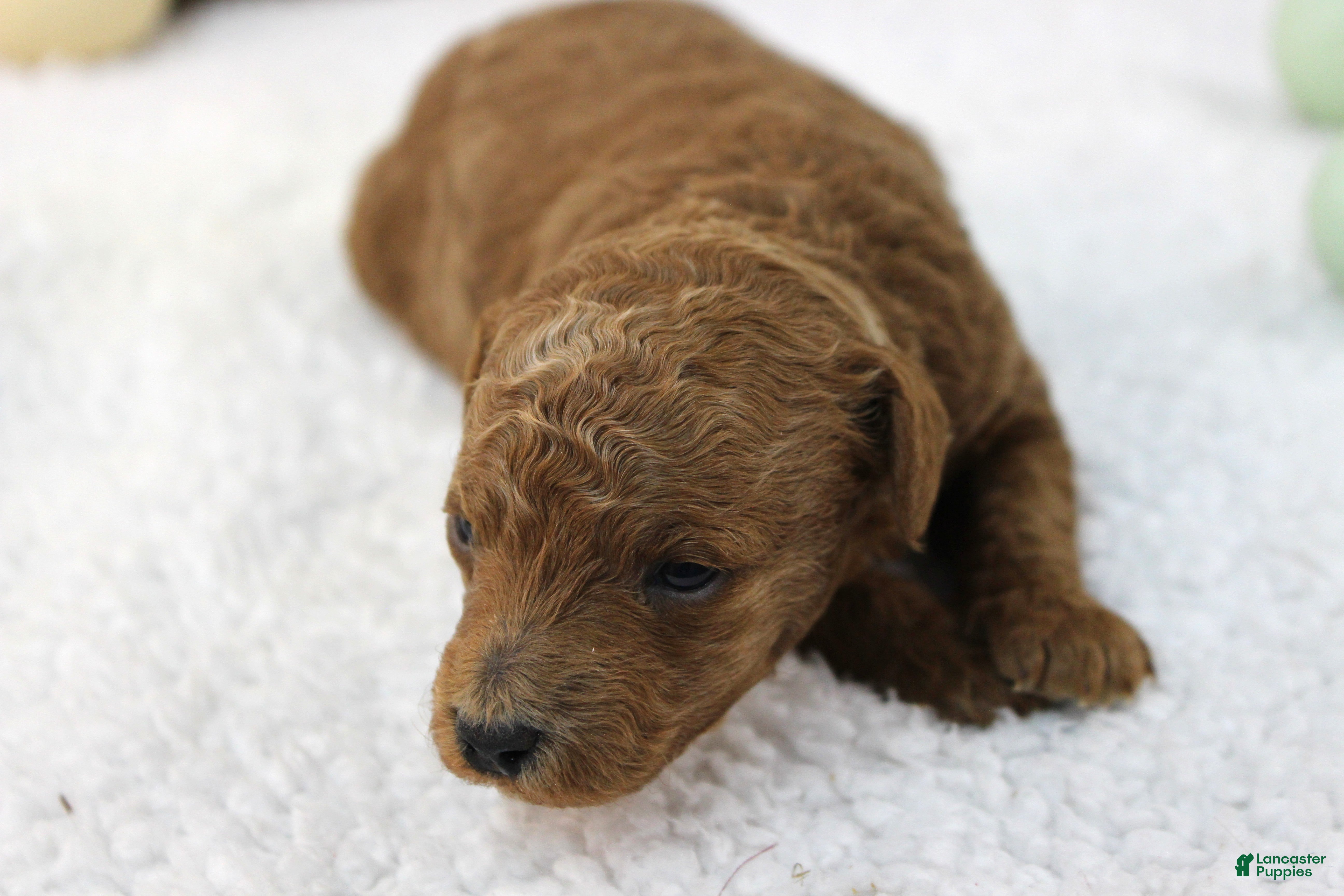 Miniature Poodle dogs Ash - Ad 42