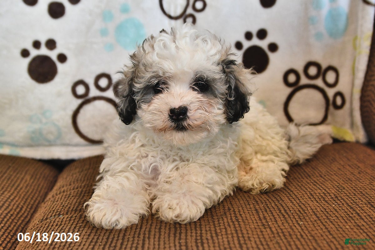 Shihpoo dogs Raine - Ad 1