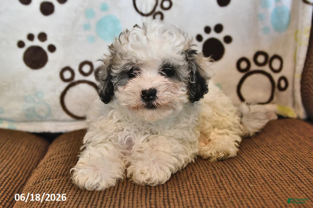 Shihpoo dogs for sale: Raine - Ad 1