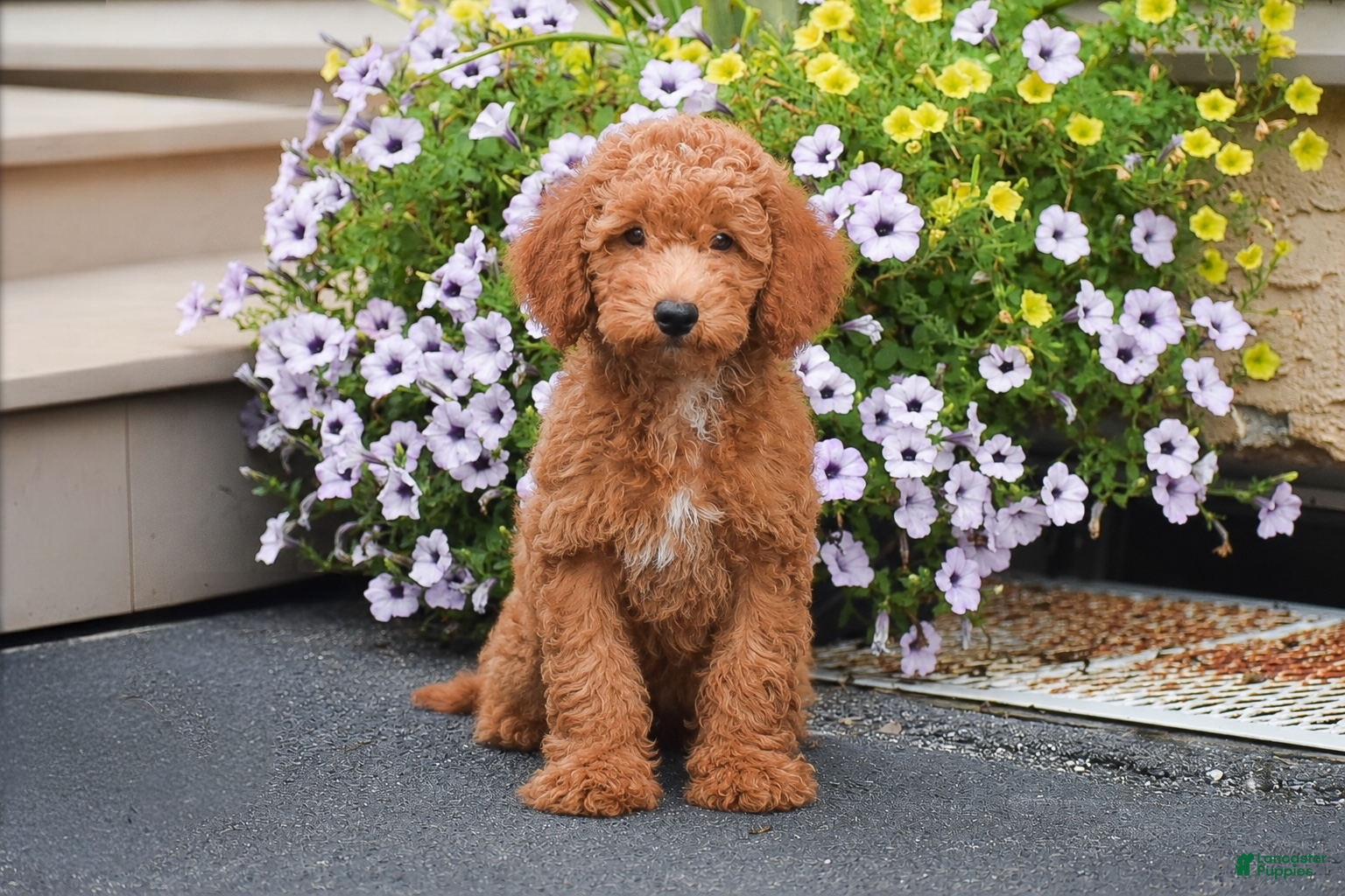 Mini Goldendoodle dogs Tony - Ad 1