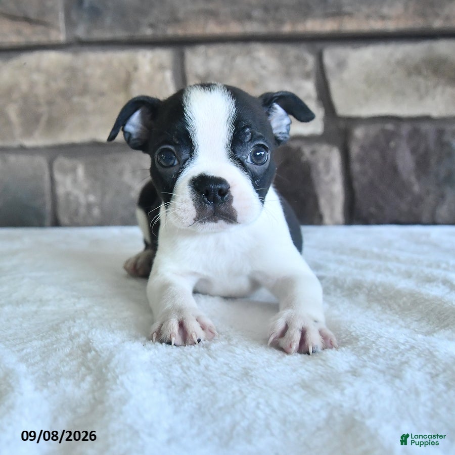 Boston Terrier dogs Cory - Ad 1