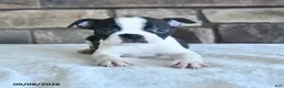 Boston Terrier dogs for sale: Cory - Ad 1