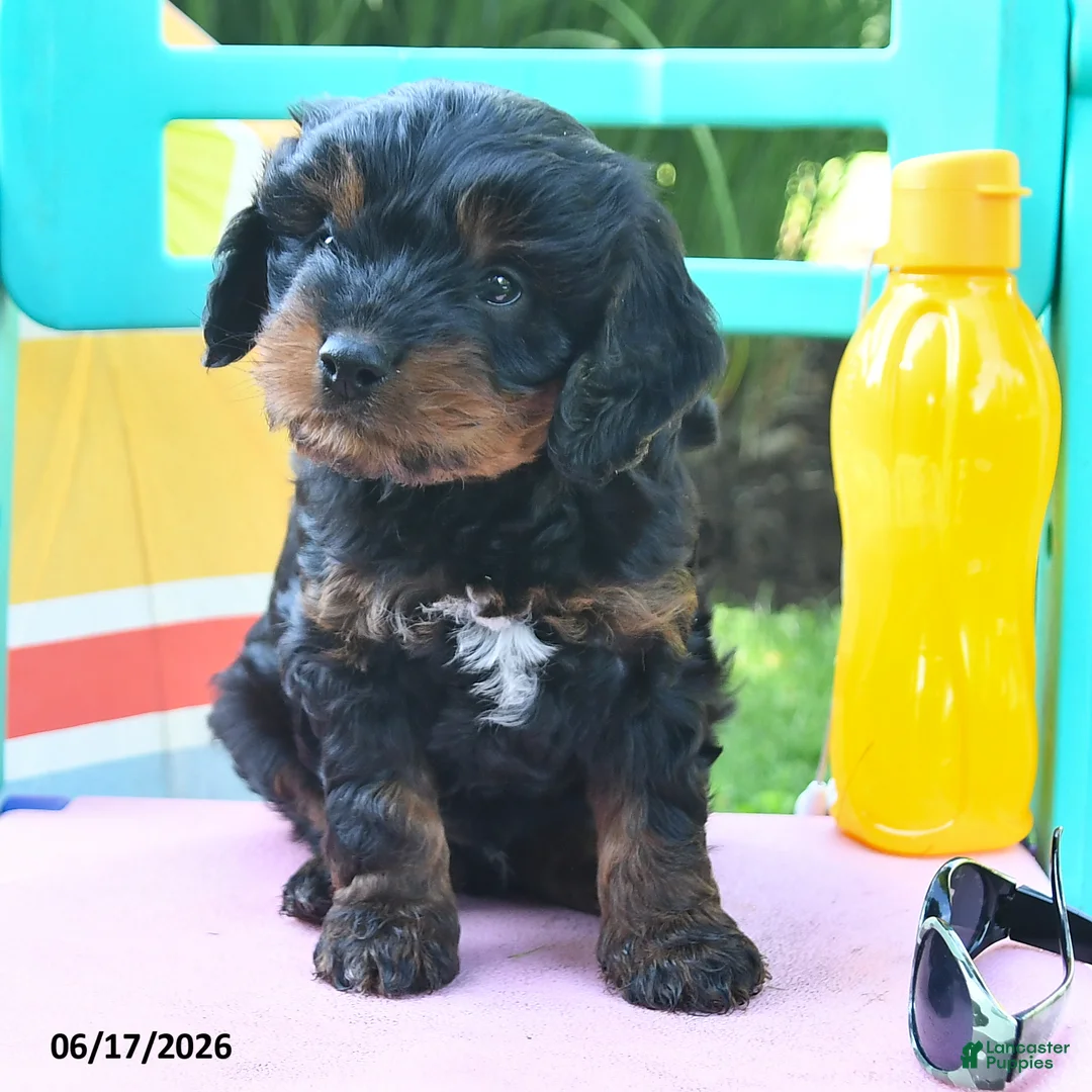 Cavapoo dogs for sale: Candy - Ad 2
