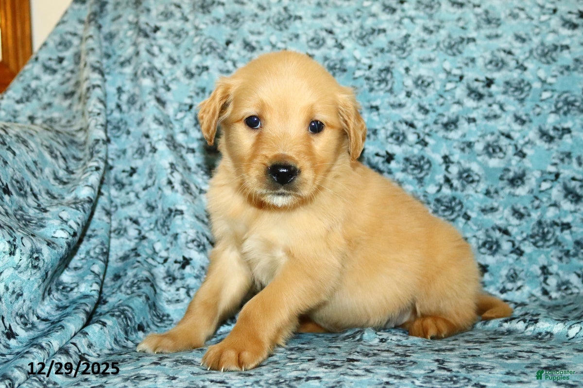 Golden Retriever dogs for sale: Houston - Ad 1