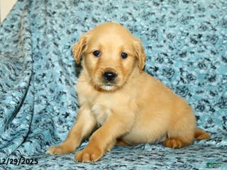 Golden Retriever dogs Houston - Ad 33