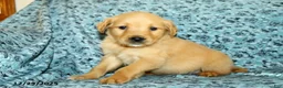 Golden Retriever dogs for sale: Houston - Ad 4