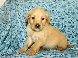Golden Retriever dogs Houston - Ad 38