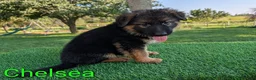 German Shepherd dogs for sale: Chelsea - Ad 4