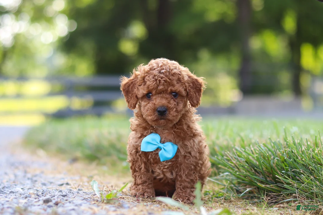 Cavapoo dogs for sale: Nash - Ad 1