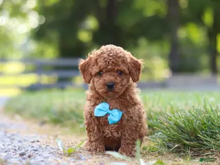 Cavapoo dogs for sale: Nash - Ad 4