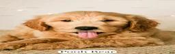 Goldendoodle dogs for sale: Pooh Bear - Ad 18