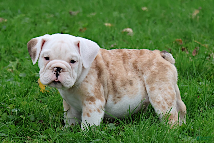 English Bulldog dogs for sale: Konig - Ad 1