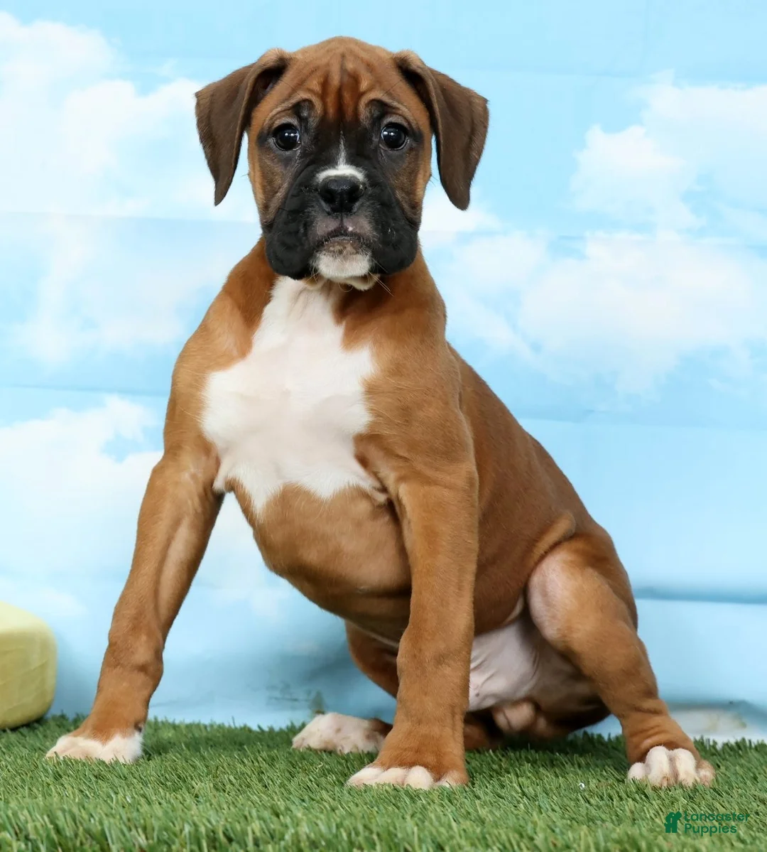 Boxer dogs for sale: Archie - Ad 2