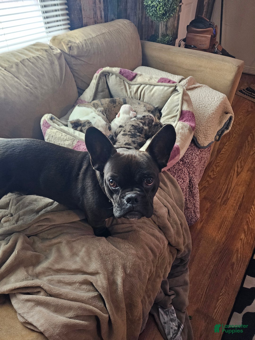 Mixed Breed dogs for sale: Frenchton Skittles - Ad 4