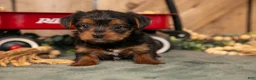 Yorkshire Terrier dogs for sale: Kelly - Ad 3