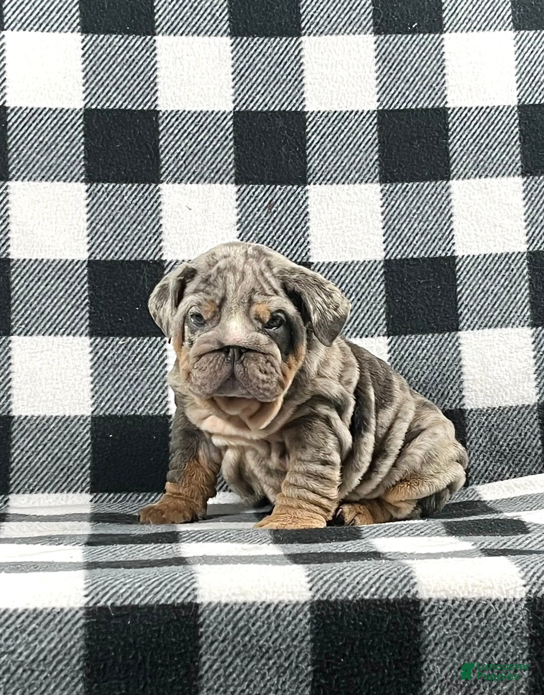 English Bulldog dogs for sale: Tatum - Ad 1
