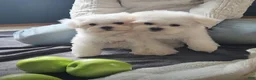 Maltese dogs for sale: Prince- Small boy, 5 lb adult  - Ad 2