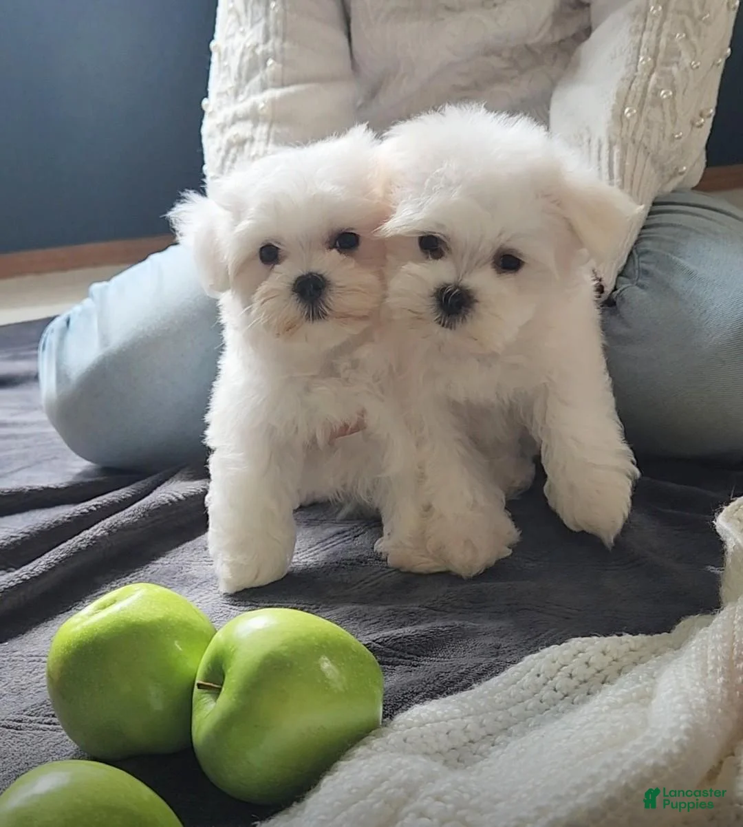 Maltese dogs for sale: Prince- Small boy, 5 lb adult  - Ad 2