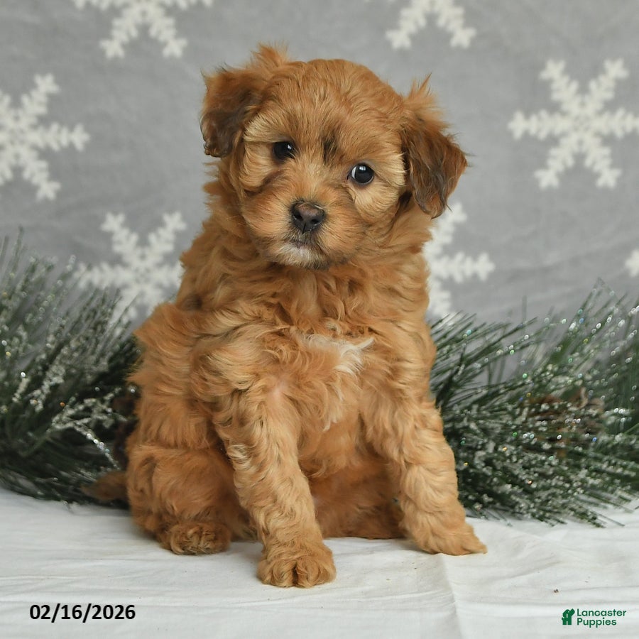 Mini Aussiedoodle dogs Curly - Ad 2