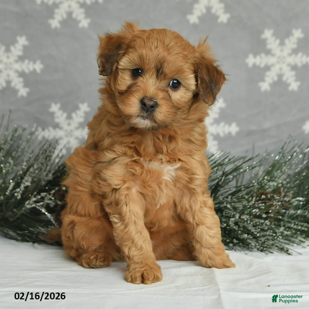 Mini Aussiedoodle dogs for sale: Curly - Ad 2