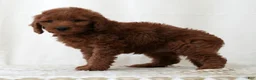 Mini Goldendoodle dogs for sale: Jordan - Ad 7