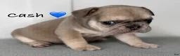 French Bulldog dogs for sale: Cash - Male French Bulldog Puppy - Ad 3
