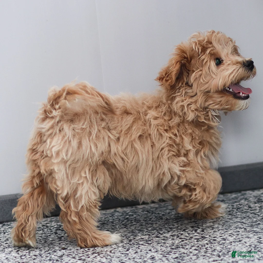 Maltipoo dogs for sale: Tucker Maltipoo Puppy  - Ad 4