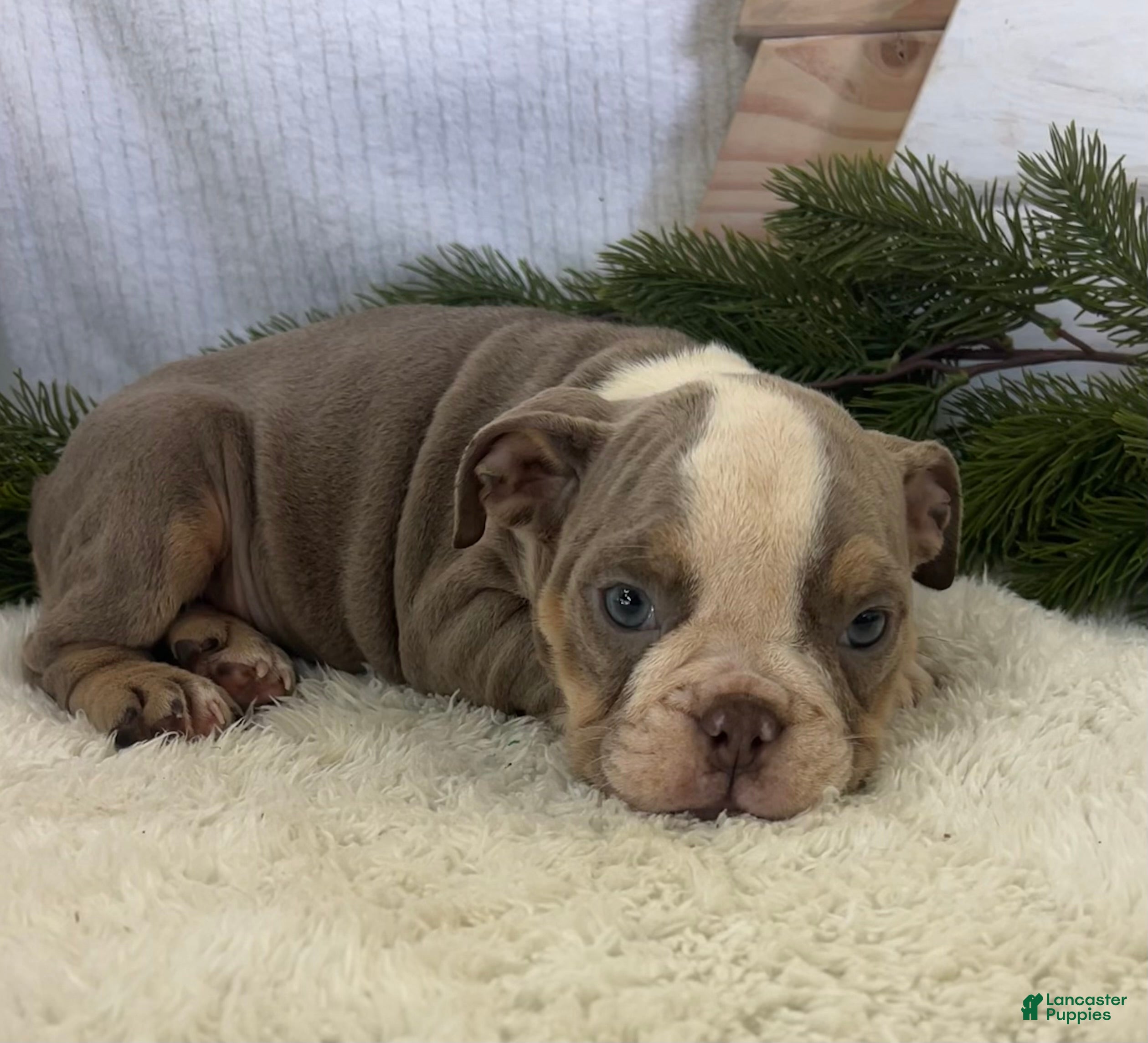 English Bulldog dogs Gemma - Ad 39