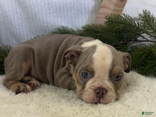 English Bulldog dogs Gemma - Ad 4