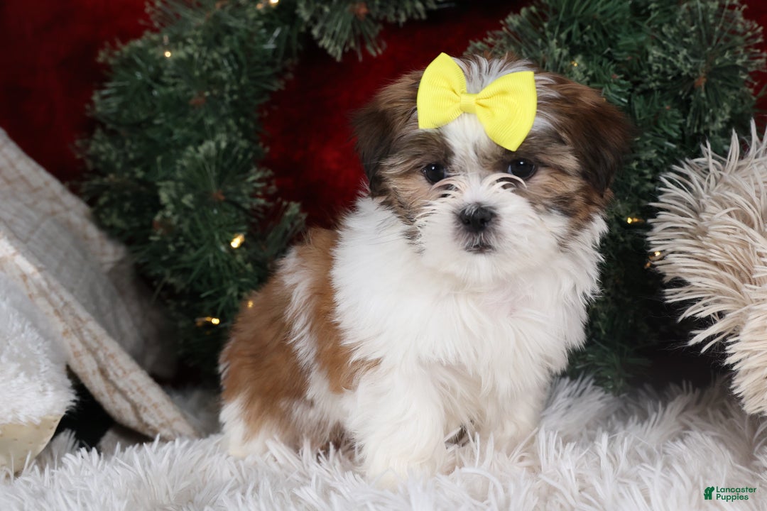 Shih Tzu dogs for sale: Norrie - Ad 8