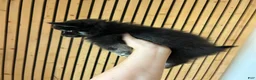 Pomsky dogs for sale: Oreo Micro/Teacup Pomsky - Ad 6