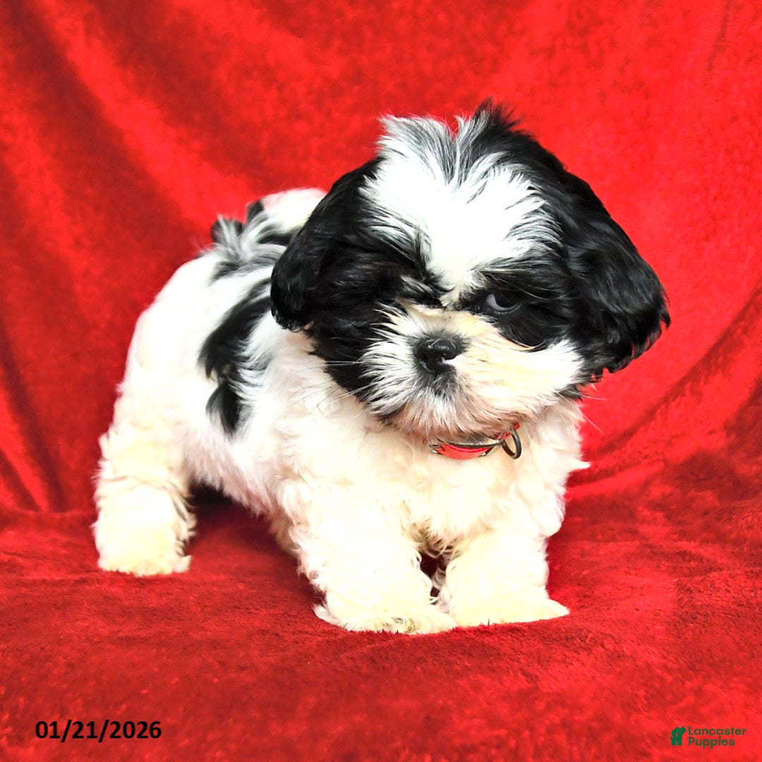 Lhasa Apso dogs for sale: Jane - Ad 2