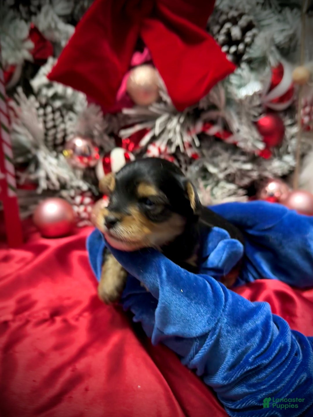 Yorkshire Terrier dogs for sale: Fettuccine  - Ad 10