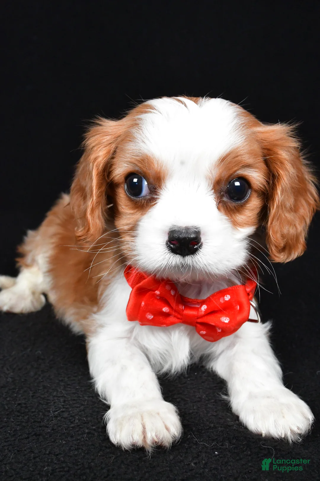 Cavalier King Charles Spaniel dogs for sale: Rusty - Ad 4