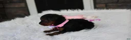Yorkiepoo dogs for sale: Evelyn  - Ad 7