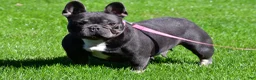 French Bulldog dogs for sale: Joshua - Ad 4