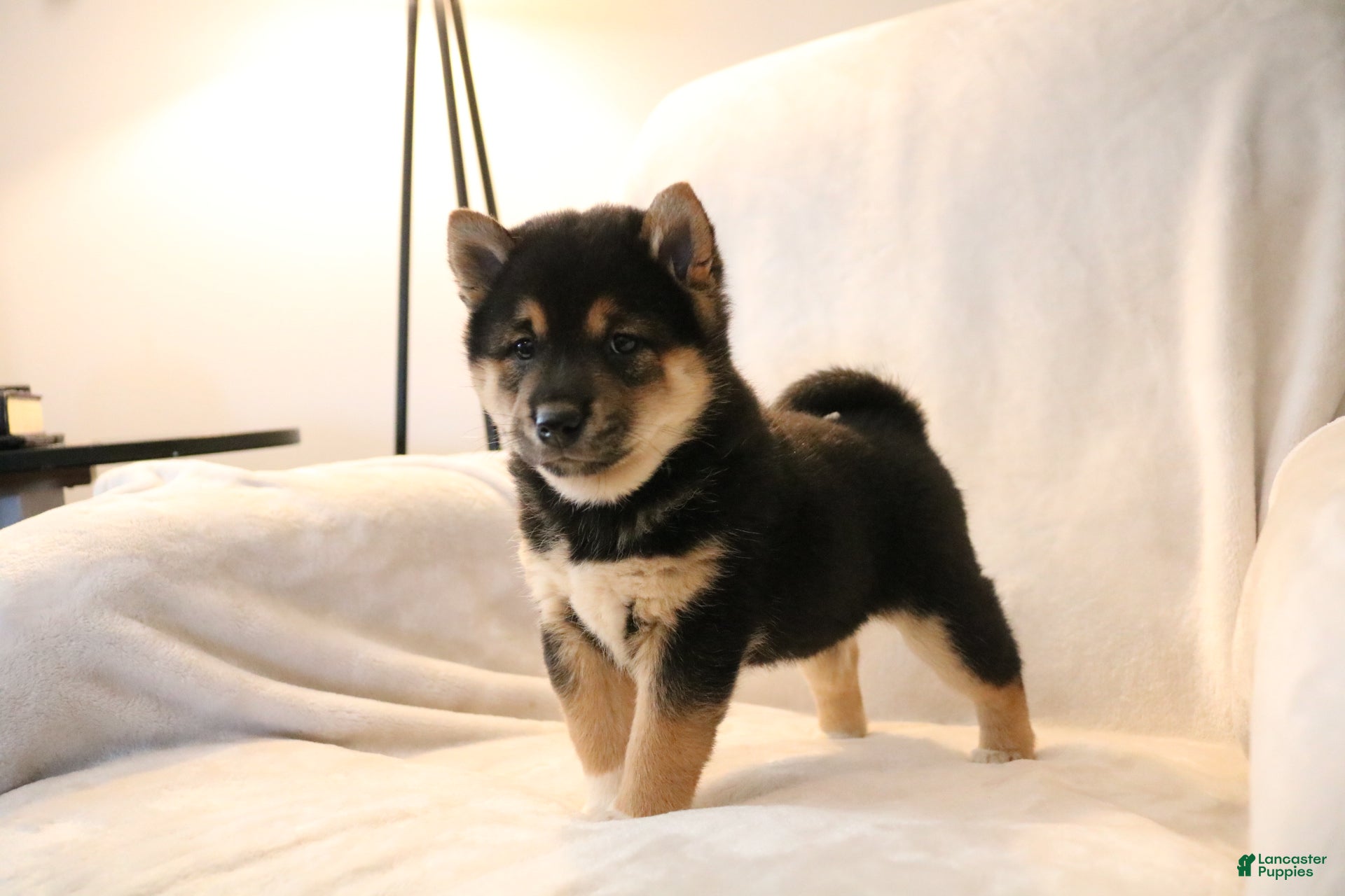 Shiba Inu dogs Shadow - Ad 39