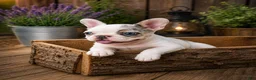 French Bulldog dogs for sale: Lovely - Ad 5