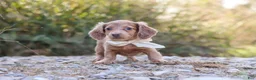Dachshund dogs for sale: Amelia - Ad 10