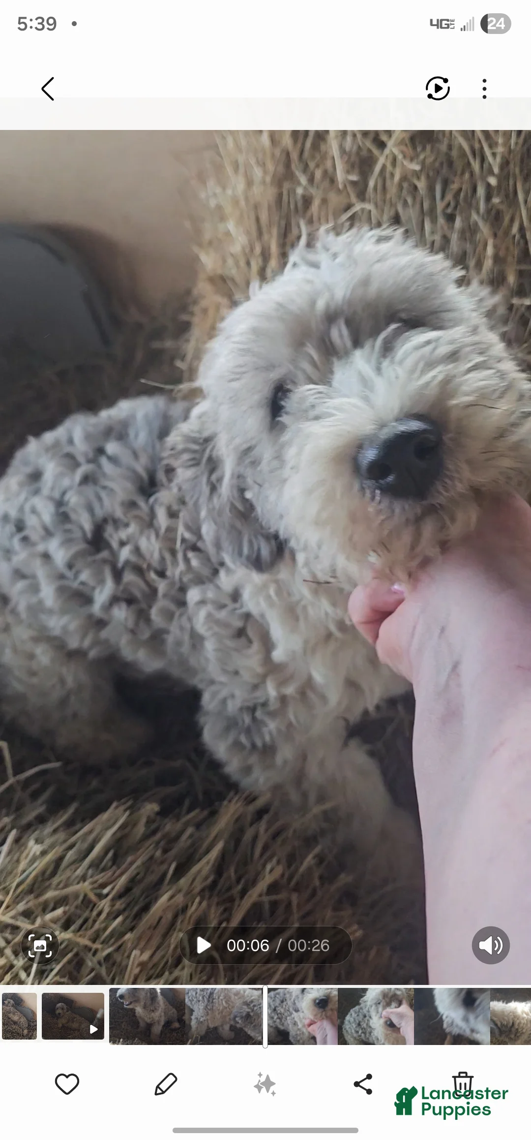 Bichpoo dogs for sale: Josie - Ad 1