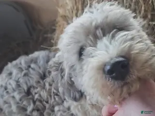 Bichpoo dogs Josie - Ad 26