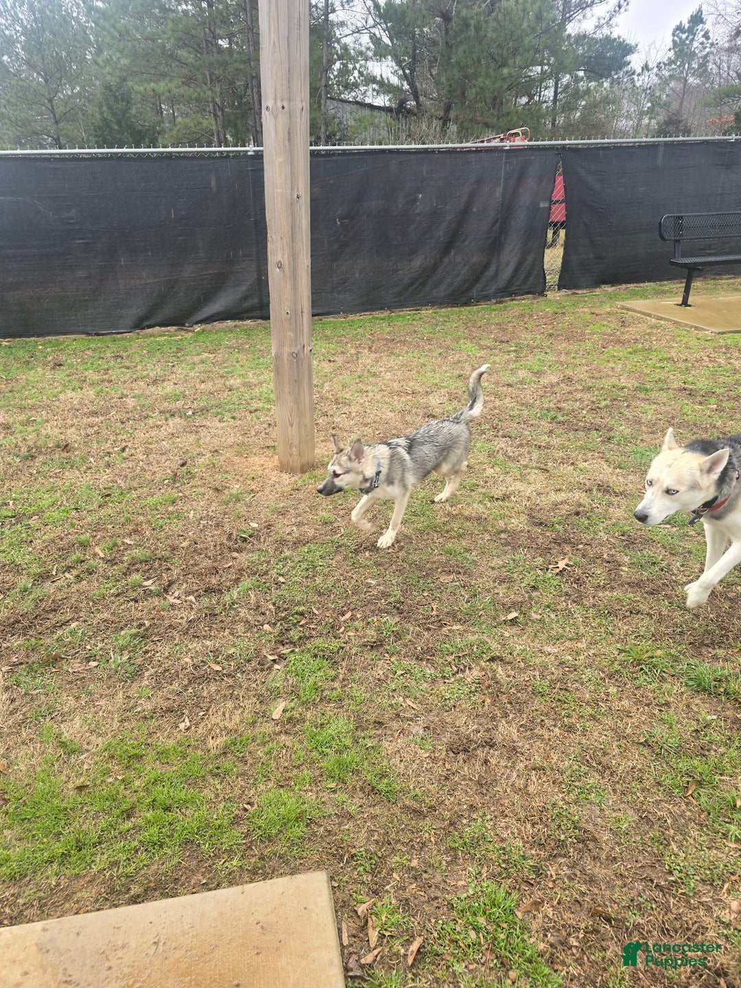 Gerberian Shepsky dogs for sale: Buddy - Ad 7