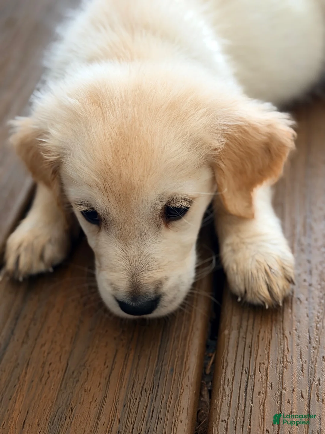 Golden Retriever dogs for sale: Sage - Ad 2