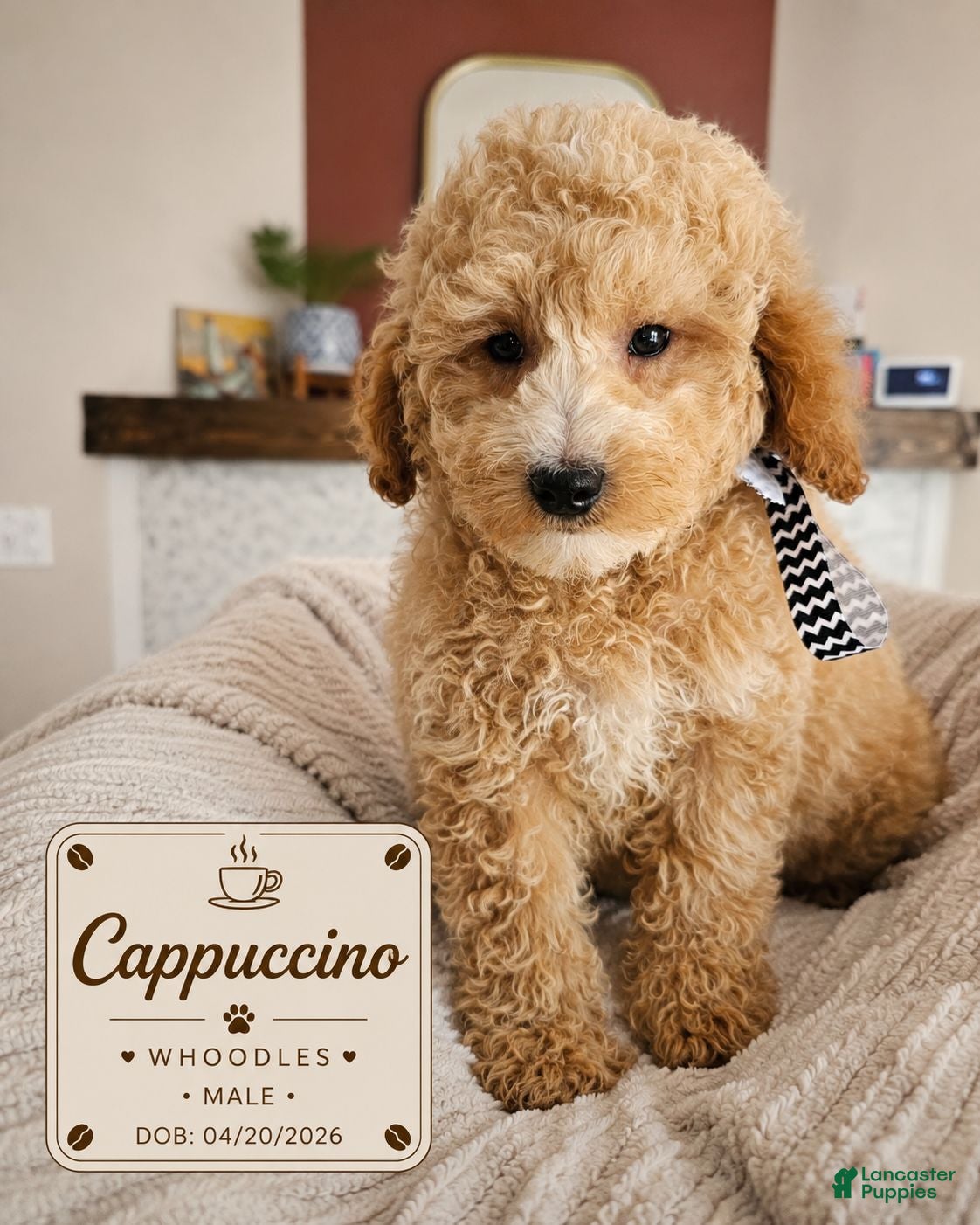 Mixed Breed dogs for sale: Cappuccino – F1B Whoodle Male 🤎 - Ad 4