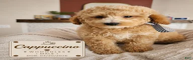 Cappuccino – F1B Whoodle Male 🤎