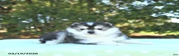 Pomsky dogs for sale: Harmony - Ad 4
