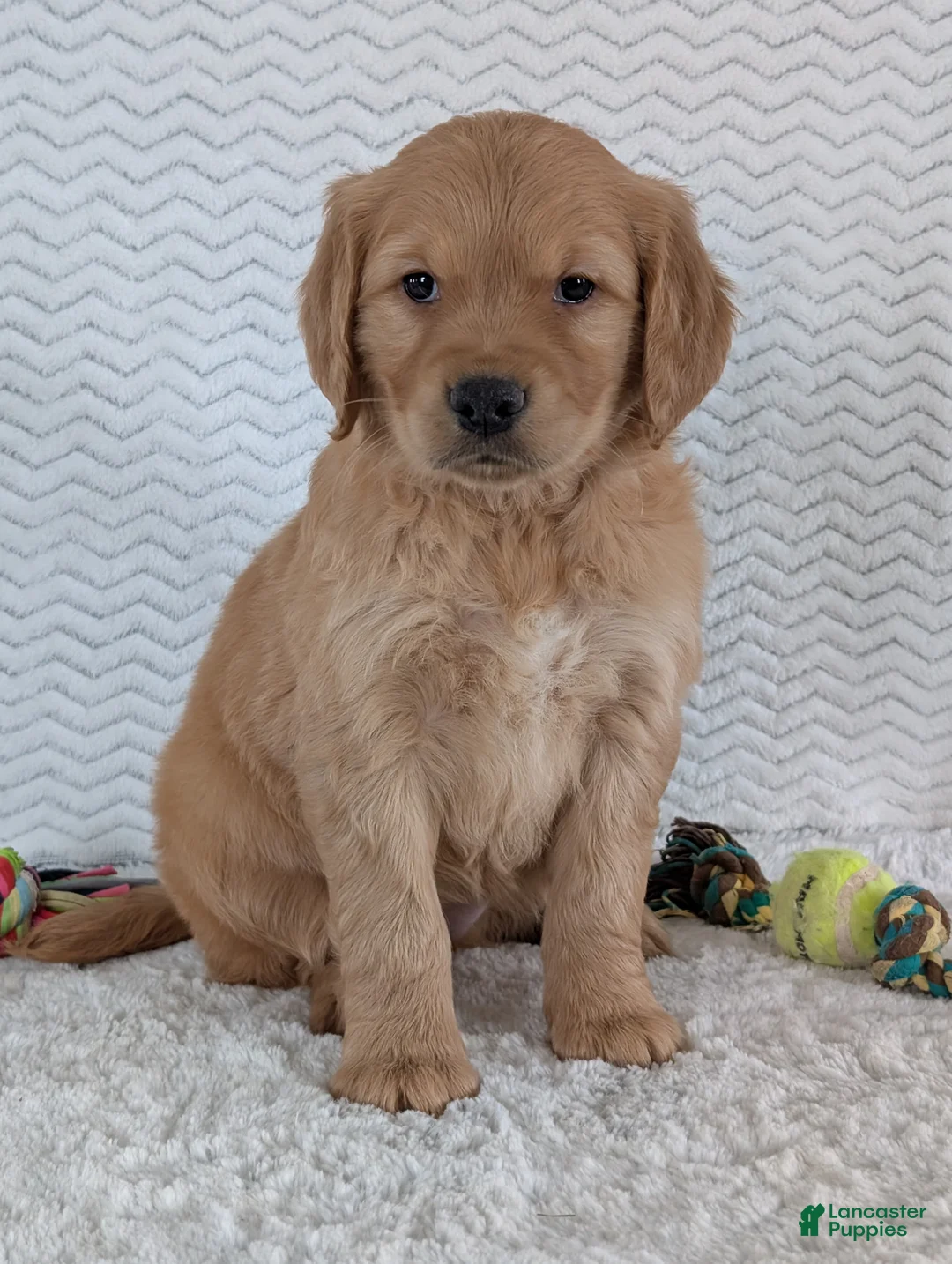 Golden Retriever dogs for sale: Miss Ruby  - Ad 6