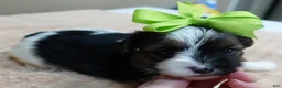 Yorkshire Terrier dogs for sale: Eli parti - Ad 13