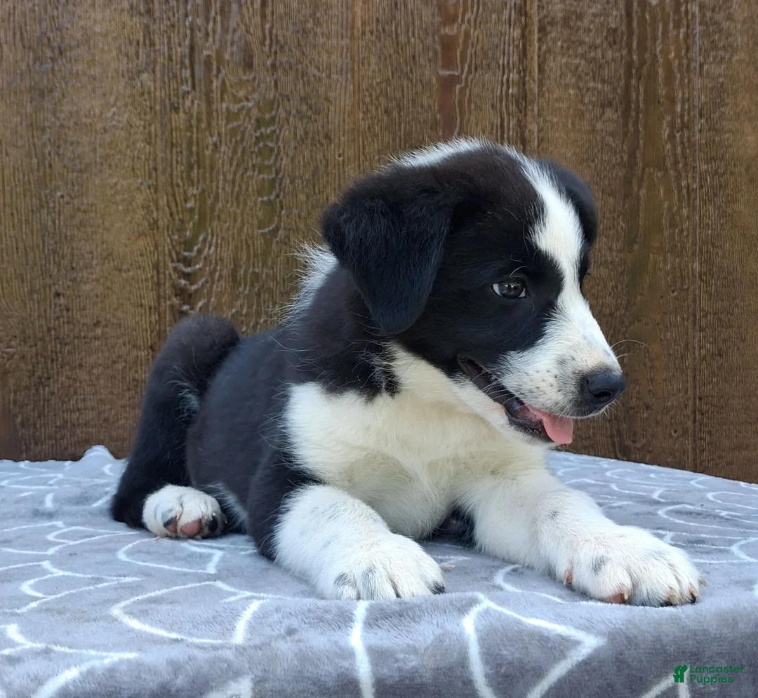 Australian Shepherd dogs for sale: Australian Shepherd 4 - Ad 4